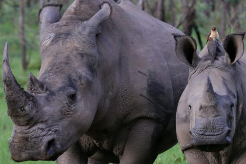 Rhino-article-south-africa
