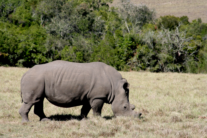 rhino-conservation
